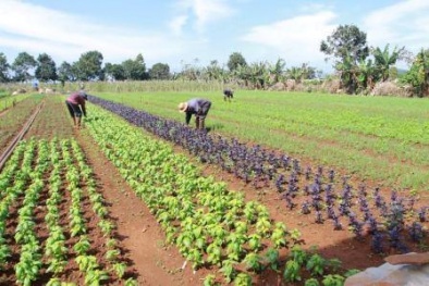 Metro xây dựng chuỗi cung ứng rau an toàn tại miền Bắc